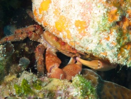 Red-Ridged Clinging Crab IMG 9586
